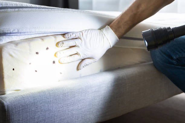 Best Termite Control Services  in Ocklawaha, FL