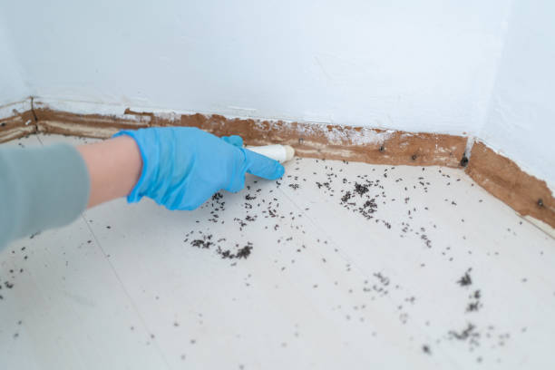 Wildlife Control Services in Ocklawaha, FL